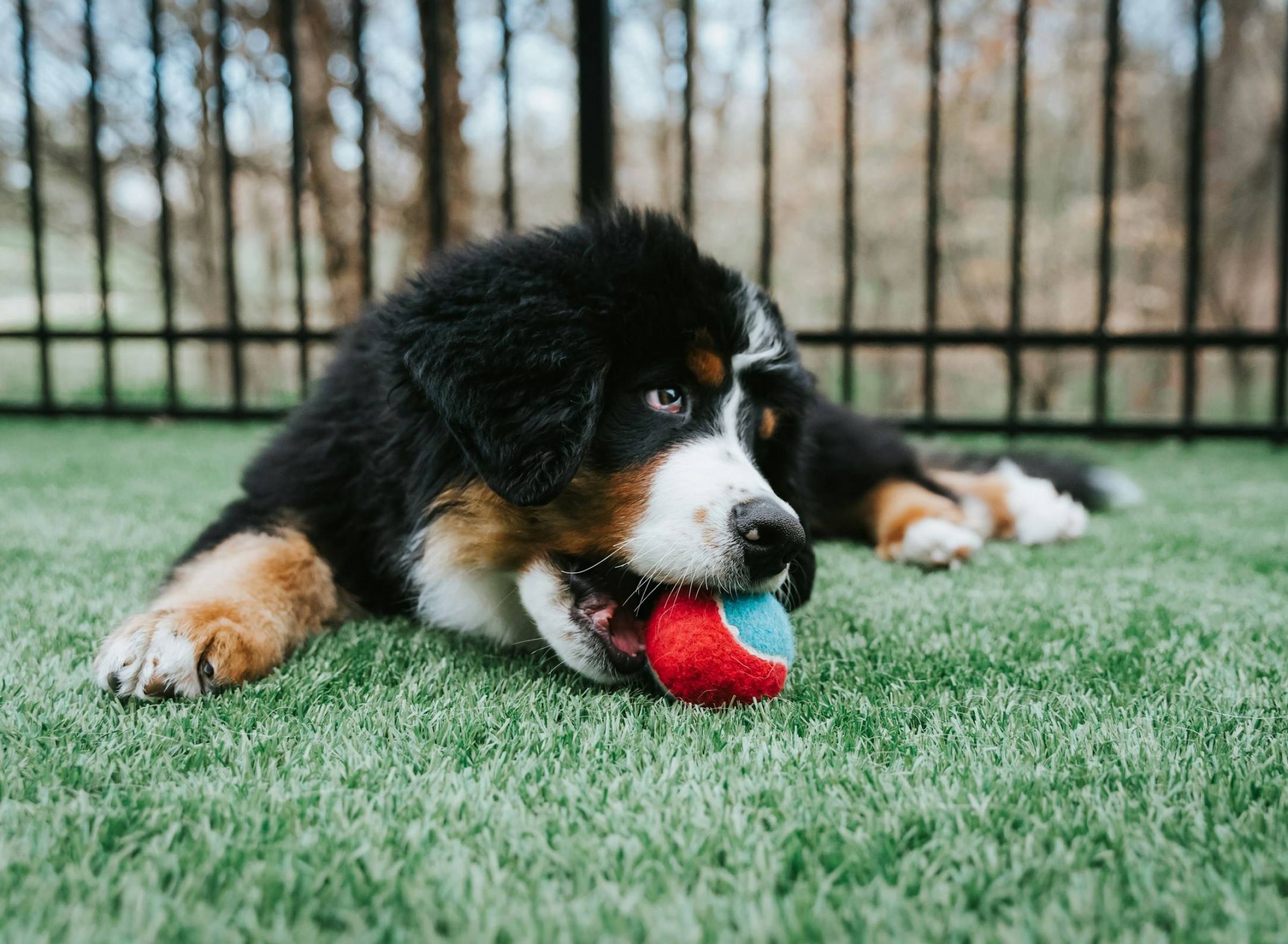 The Delta Pearland in Pearland, TX with a pet-friendly community and a dog playing with a ball